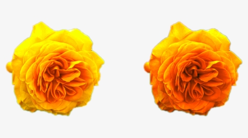 Yellow Roses Golden Png Png Nature Flowers Free Download - Portable Network Graphics, Transparent Png, Free Download