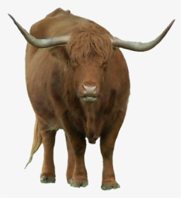 Real Bison Transparent - Bull, HD Png Download, Free Download