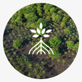 Grass, HD Png Download, Free Download