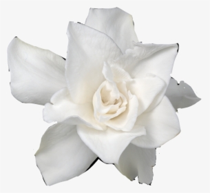Ftstickers Flower Gardenia Freetoedit - Gardenia Black And White, HD Png Download, Free Download
