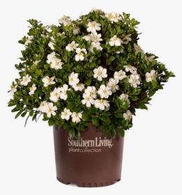 Scentamazing Gardenia In Branded Pot - Scentamazing Gardenia, HD Png Download, Free Download