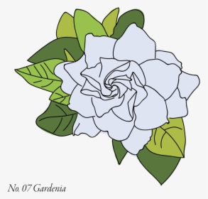 Gardenia-07 - Datura, HD Png Download, Free Download