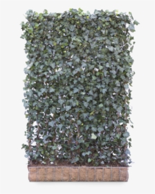 Hedera Woerner Screens, HD Png Download, Free Download