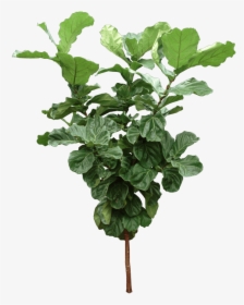 Houseplant, HD Png Download, Free Download