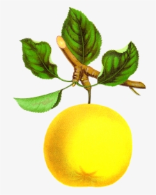 Apple Clipart Vintage Png Black And White Stock Antique - Vintage Botanical Fruit Clipart, Transparent Png, Free Download