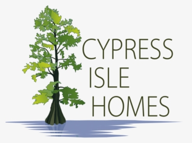 Bald Cypress Tree Drawing, HD Png Download, Free Download