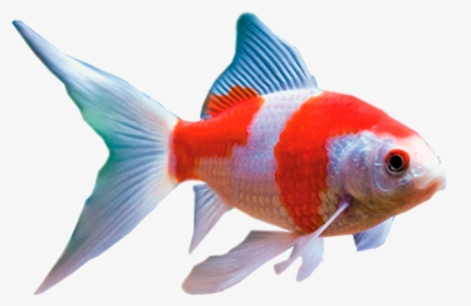 Red And White Comet Fish, HD Png Download, Free Download