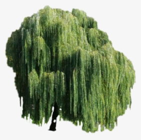 #weepingwillow #freetoedit #tree - Sol Pleureur, HD Png Download, Free Download