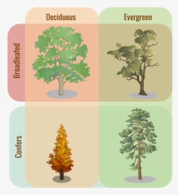 Evergreen Trees Vs Deciduous , Png Download - Evergreen Trees And Deciduous Trees, Transparent Png, Free Download