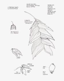 Inland Sea Oats - Sketch, HD Png Download, Free Download