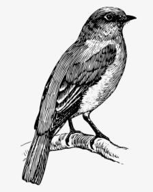 Art,house Finch,sparrow - Bluebird Clipart Black And White, HD Png Download, Free Download