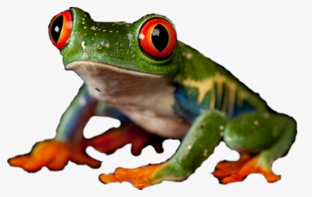 Red-eyed Tree Frog Clipart , Png Download - Red Eyed Tree Frog, Transparent Png, Free Download