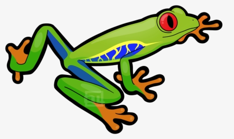 Red-eyed Tree Frog, HD Png Download, Free Download