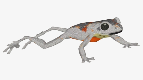 Marbled Tree Frog - Bufo, HD Png Download, Free Download