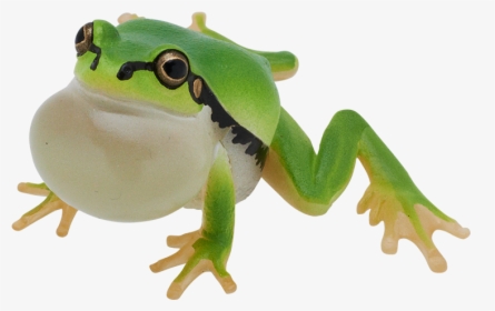 Green-eyed Tree Frog, HD Png Download, Free Download