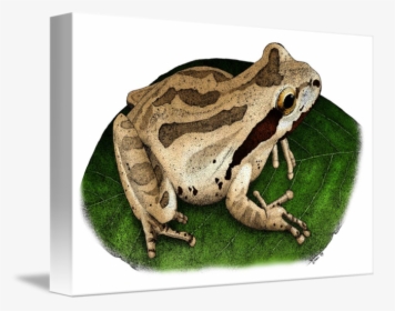 Amphibian Drawing Pacific Chorus Frog - Pacific Tree Frog, HD Png Download, Free Download