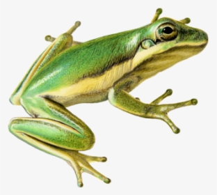 Tree Frog, HD Png Download, Free Download