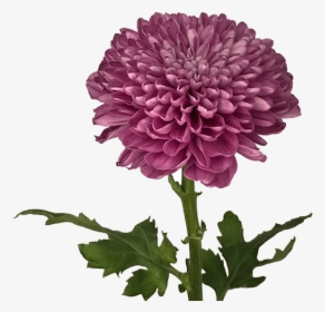 Dahlia, HD Png Download, Free Download