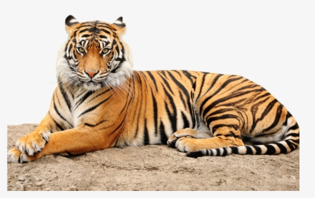 Download Roaring Tiger Png - Point Defiance Zoo & Aquarium, Transparent Png, Free Download