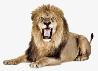 Lion Roaring Png Image - Lion Png, Transparent Png, Free Download