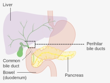 Cbd In Medical Term, HD Png Download, Free Download