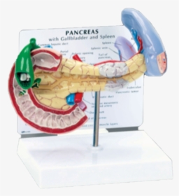 Pancreas Spleen And Gallbladder Model"  Data Zoom="//cdn - Pancreas And Spleen Model, HD Png Download, Free Download