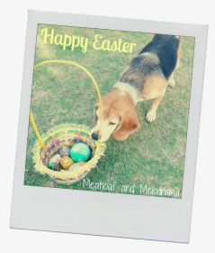 Beagle With Easter Basket - Especias, HD Png Download, Free Download