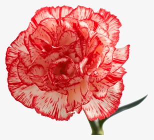 Peppermint Carnations, HD Png Download, Free Download