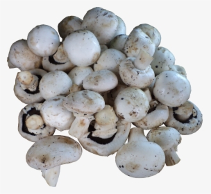 1) Mushrooms (button / Milky / Oyster / Shitake) - - Champignon Mushroom, HD Png Download, Free Download