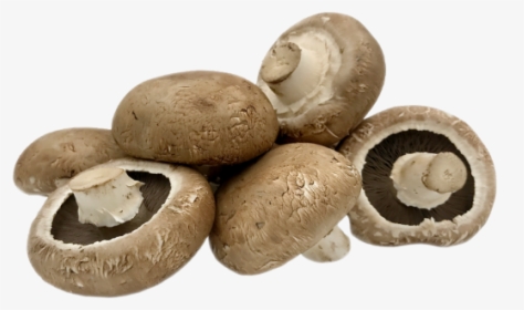 Shiitake, HD Png Download, Free Download