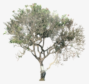 Plumeria Rubra Tree Png, Transparent Png, Free Download
