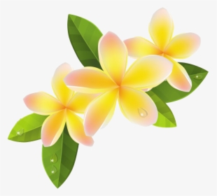 Frangipani Png File - Frangipani Flowers Png, Transparent Png, Free Download