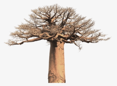 Baobab Tree - Baobab Tree Black And White, HD Png Download, Free Download