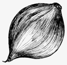 Onion Drawing 4 - Sketch, HD Png Download, Free Download