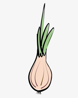 Transparent Onion Clipart - Vegetable, HD Png Download, Free Download