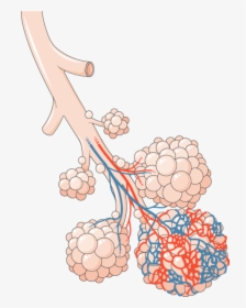 Poumon - Alveoli Transparent Background, HD Png Download, Free Download