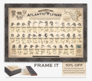 Ryan Kirby Waterfowl Atlantic Flyway Framed Print - Waterfowl Of The Mississippi Flyway, HD Png Download, Free Download