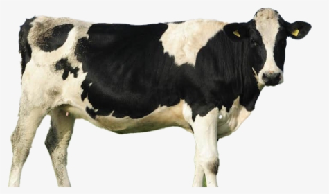 Cow Png File Download Free - Cattle, Transparent Png, Free Download