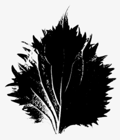 Plant,leaf,monochrome Photography - Illustration, HD Png Download, Free Download