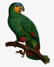 Parrot Clipart Perico, HD Png Download, Free Download