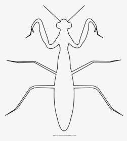 Praying Mantis Coloring Page - Grasshopper, HD Png Download, Free Download