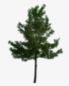 Pine Tree Images Hd, HD Png Download, Free Download