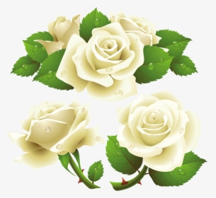 White Roses Png Images, Free Download Flower Pixtures - White Rose Vector Png, Transparent Png, Free Download