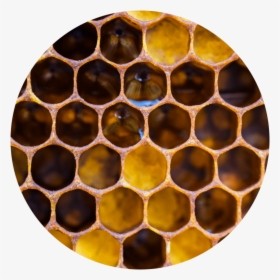 Close Up Of A Honeycomb - Honeycomb, HD Png Download, Free Download