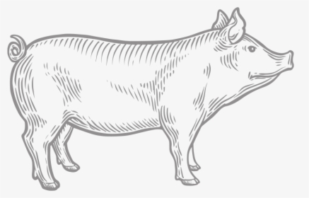 Cattle, HD Png Download, Free Download