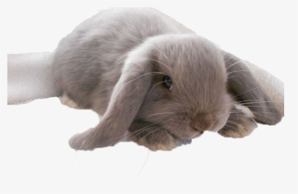 Bunnies Png Image File - Phobia Of Bunnies, Transparent Png, Free Download