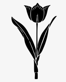 Tulip Silhouette Drawing Clip Art - Tulip Silhouette, HD Png Download, Free Download