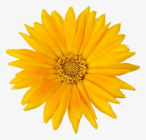 Calendula Officinalis Flower Mexican Marigold - Calendula Png, Transparent Png, Free Download