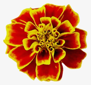 Mexican Marigold Flower Seed Image English Marigold - Marigold, HD Png Download, Free Download