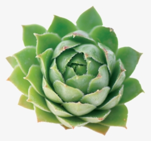Mexican Flower Png Hd , Png Download - Agave, Transparent Png, Free Download